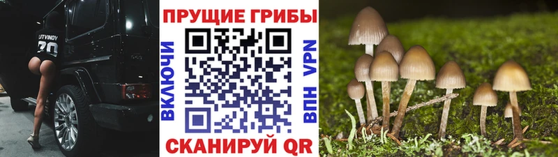 закладки  Высоцк  Псилоцибиновые грибы мухоморы 